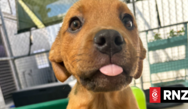 Auckland councillor hits out at irresponsible dog owners