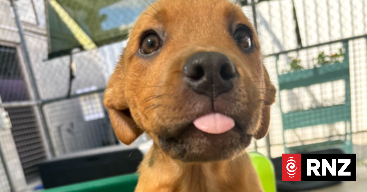 Auckland councillor hits out at irresponsible dog owners