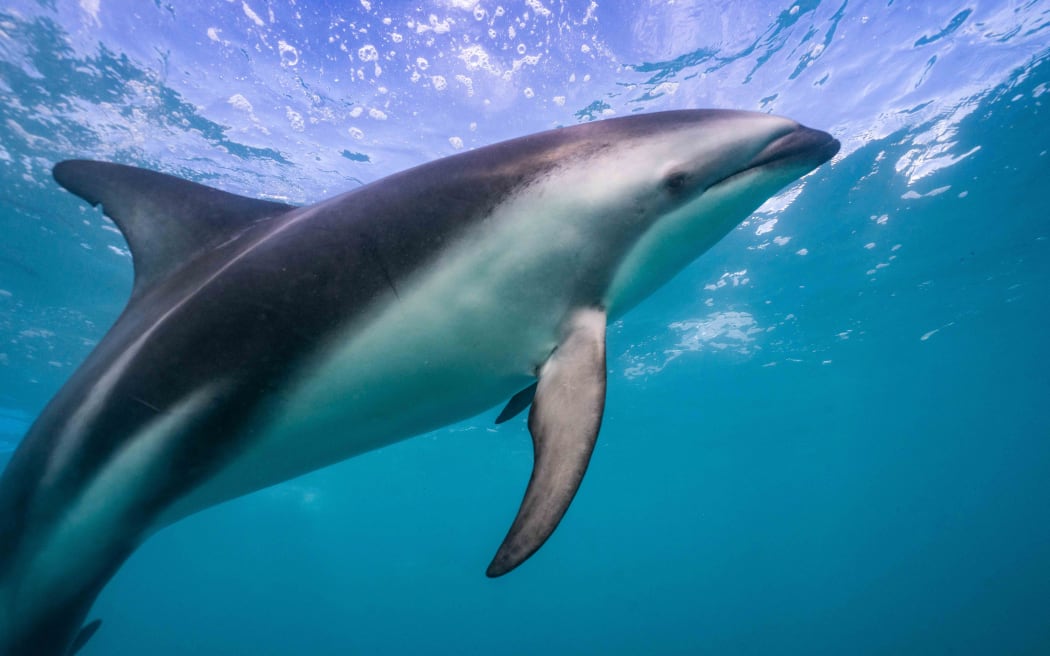 A dolphin swimming off Kaikōura's coast.