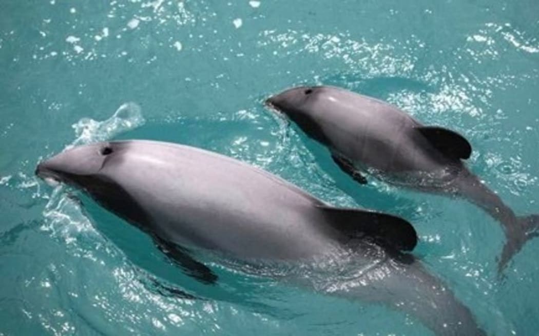 A mother and baby dolphin