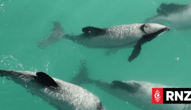 Dolphin's death spurs calls for greater protection