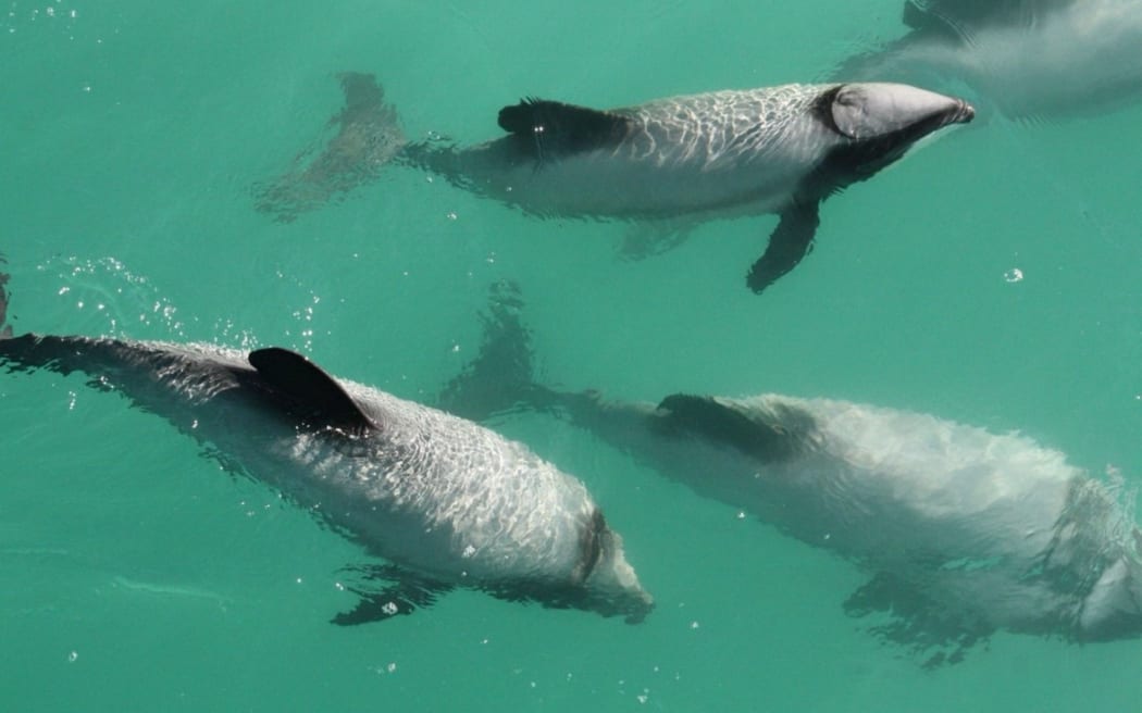 Four dolphins have been killed off Kaikōura’s coast in the last two years, including three by set net entanglement.