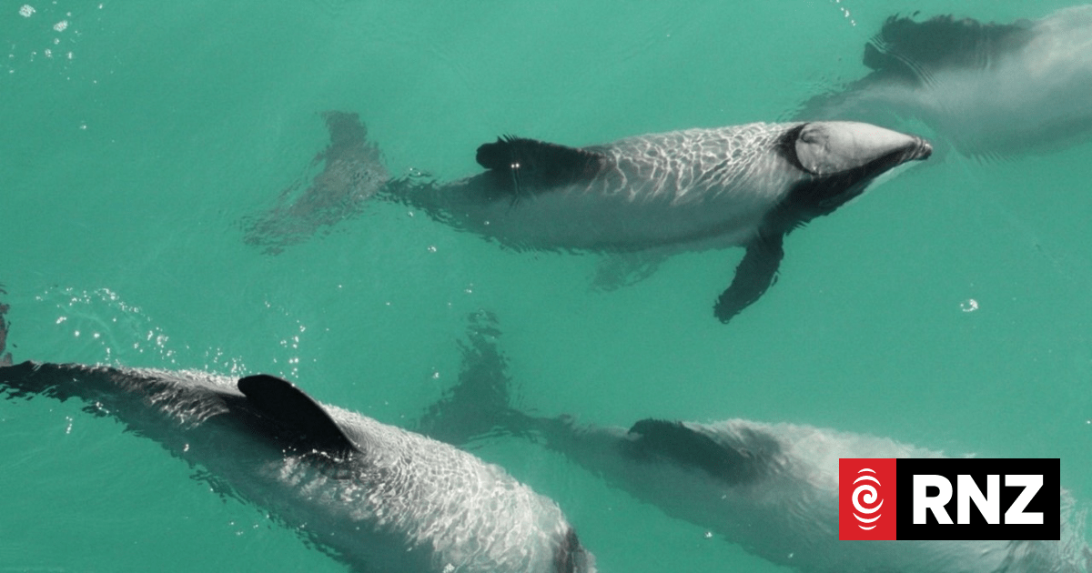 Dolphin's death spurs calls for greater protection