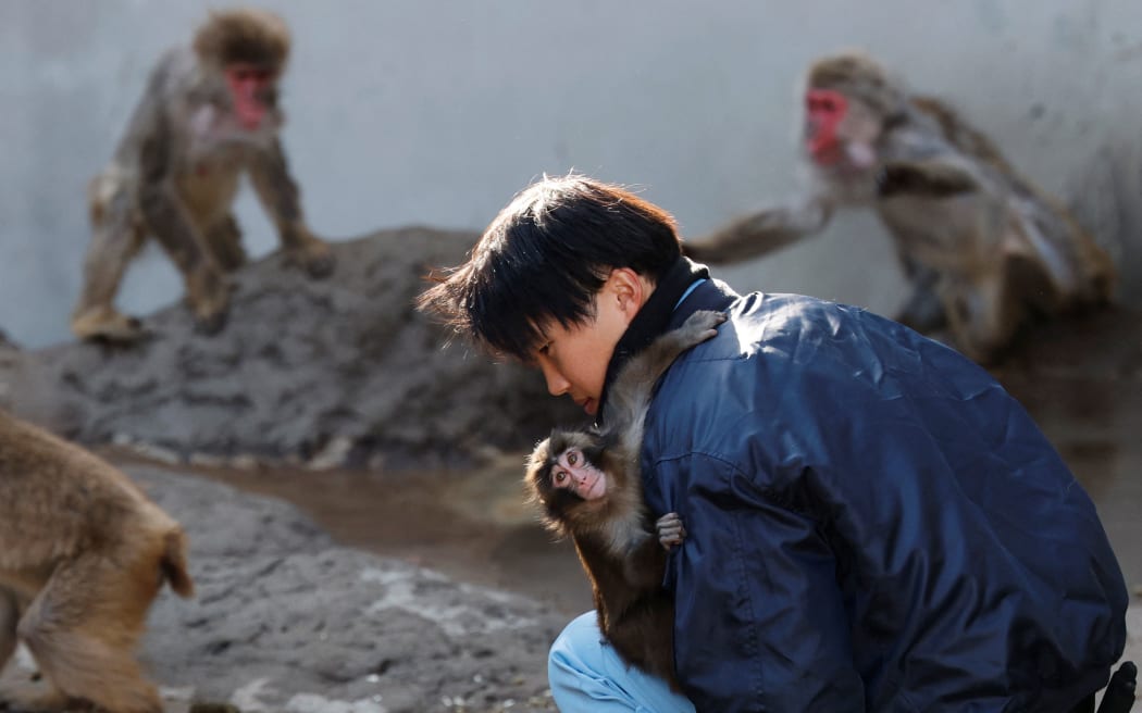 A baby Japanese macaque named Punch clings to zookeeper Kosuke Shikano at Ichikawa City Zoo, in Ichikawa, Chiba Prefecture, Japan, on 19  February 2026.