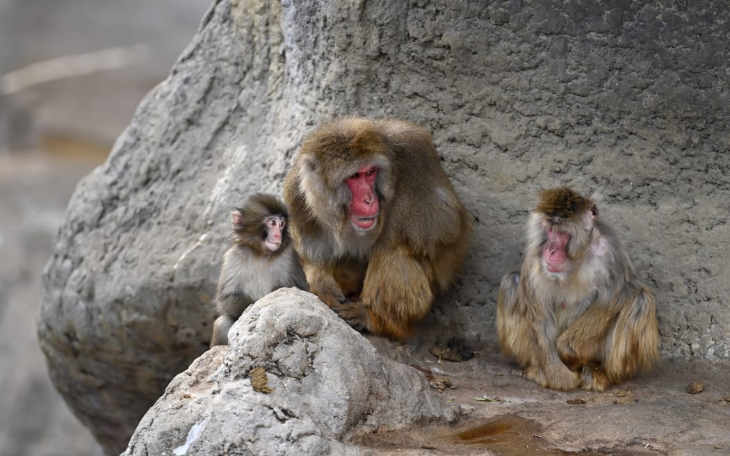 A baby monkey named 'Punch' is seen with its mother at a zoo in Chiba, Japan, on February 20, 2026.