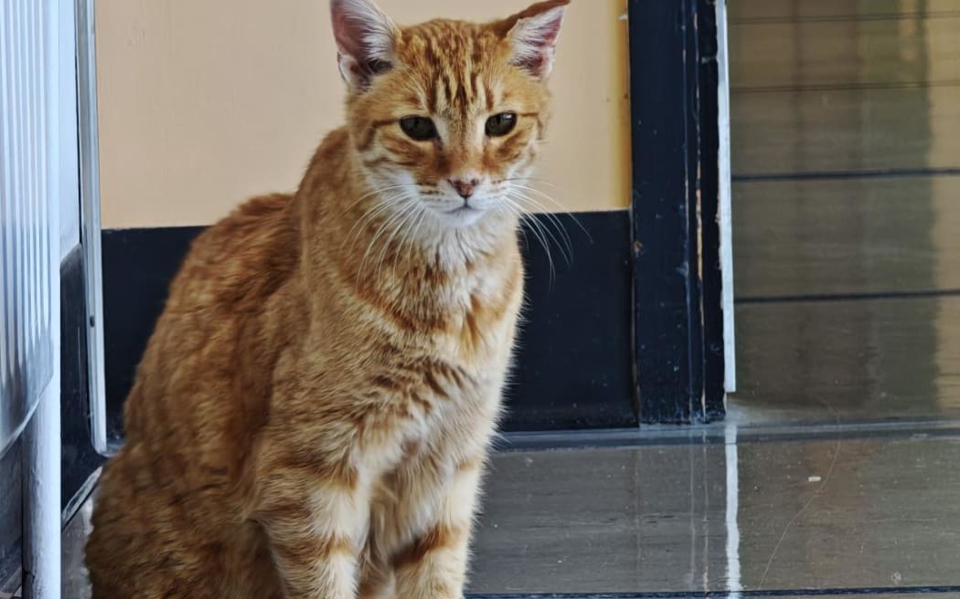 Pip the cat at Taranaki Base Hospital.