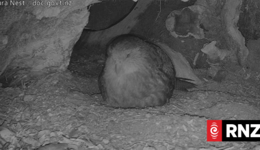 DoC's Kākāpo livestream attracts international attention
