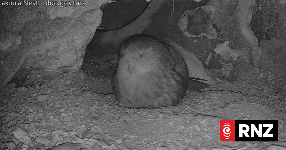 DoC's Kākāpo livestream attracts international attention
