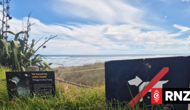 'A little short of a disaster': Little penguins mauled by dogs at Piha
