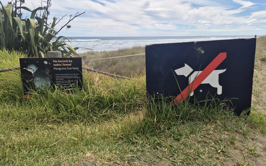 Auckland Council says dog owners must be aware of the rules and read the signs at West Coast beaches to keep Kororā safe.