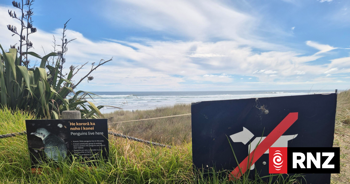 'A little short of a disaster': Little penguins mauled by dogs at Piha