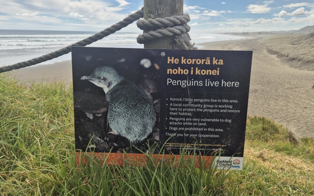 Auckland Council says dog owners must be aware of the rules and read the signs at West Coast beaches to keep Kororā safe.