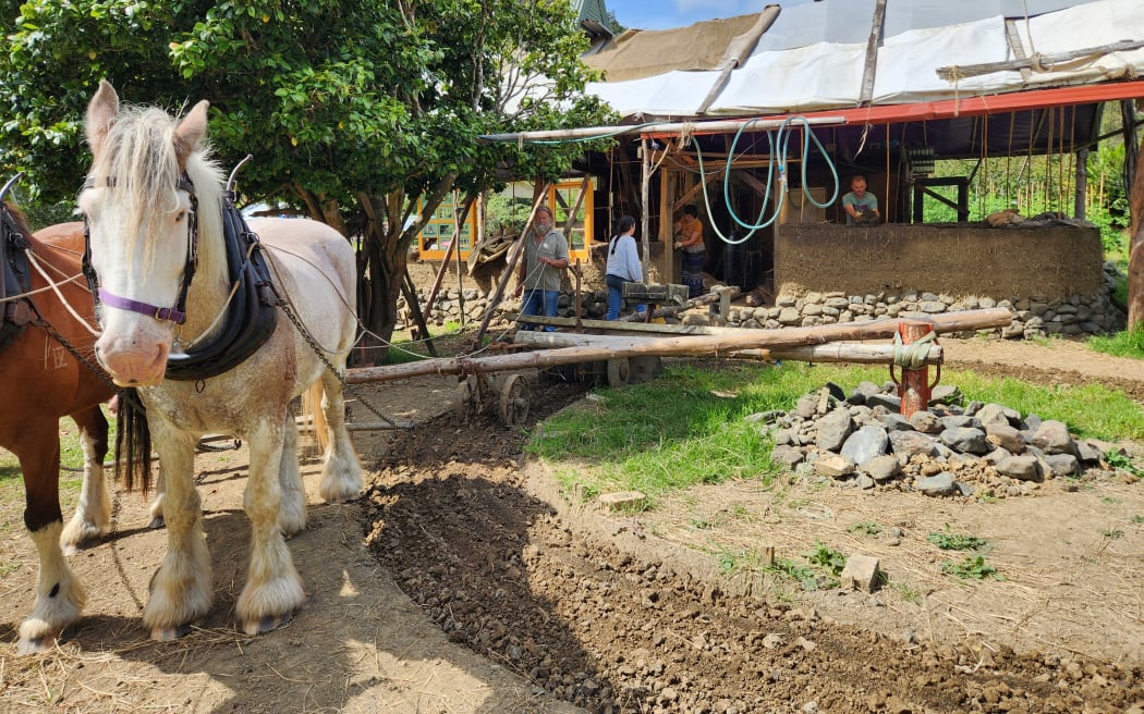 A pair of Clydesdale horses hitched up to a circular mechanism which mixes up the soil and stones for the cob house being constructed in the background