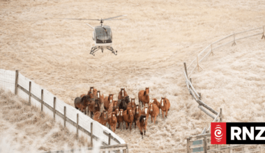 Kaimanawa horse muster to go ahead after funding uncertainty