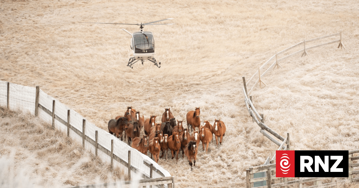 Kaimanawa horse muster to go ahead after funding uncertainty