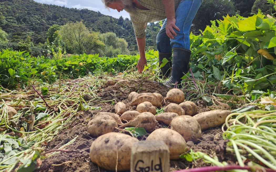 Kumara drying on the paddock with Joseph leaning down in background