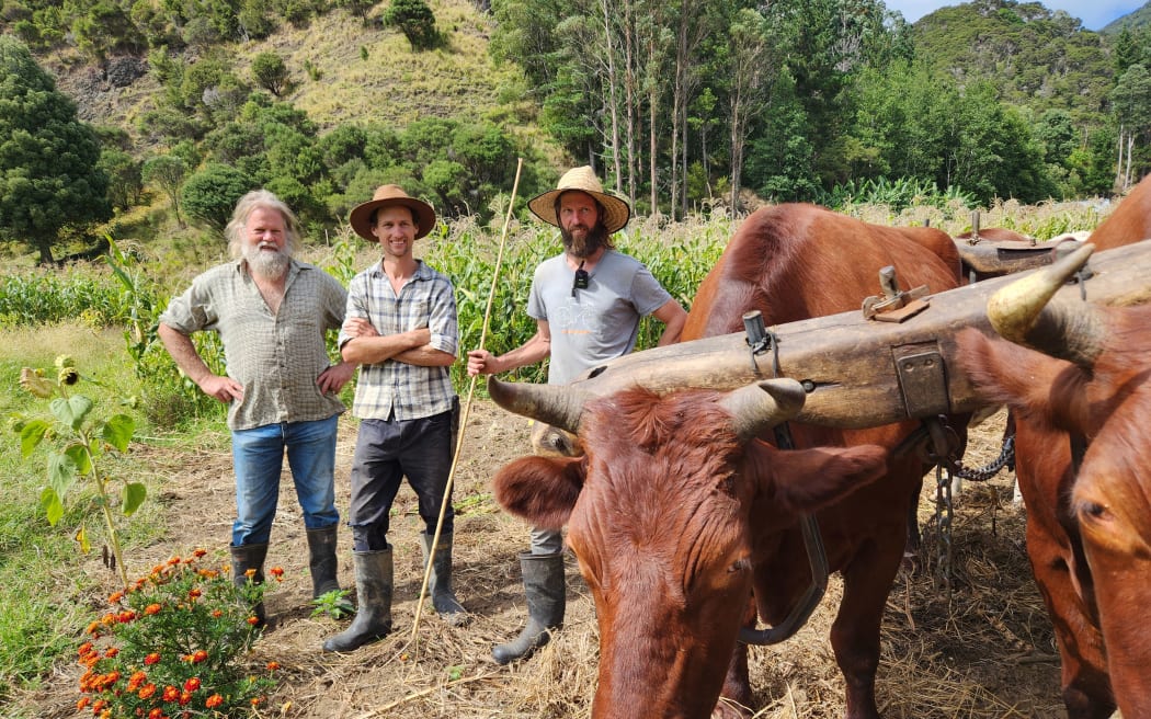 A pair of bullocks with three men standing next to them