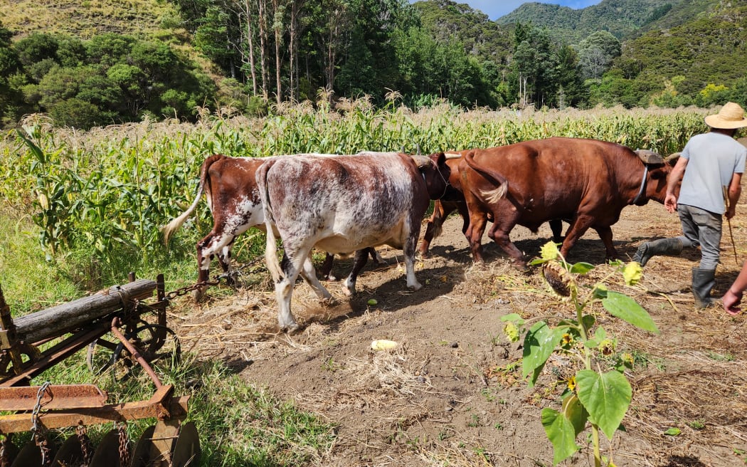 A team of four bullocks hitched to a disc harrow with a maize crop in the background