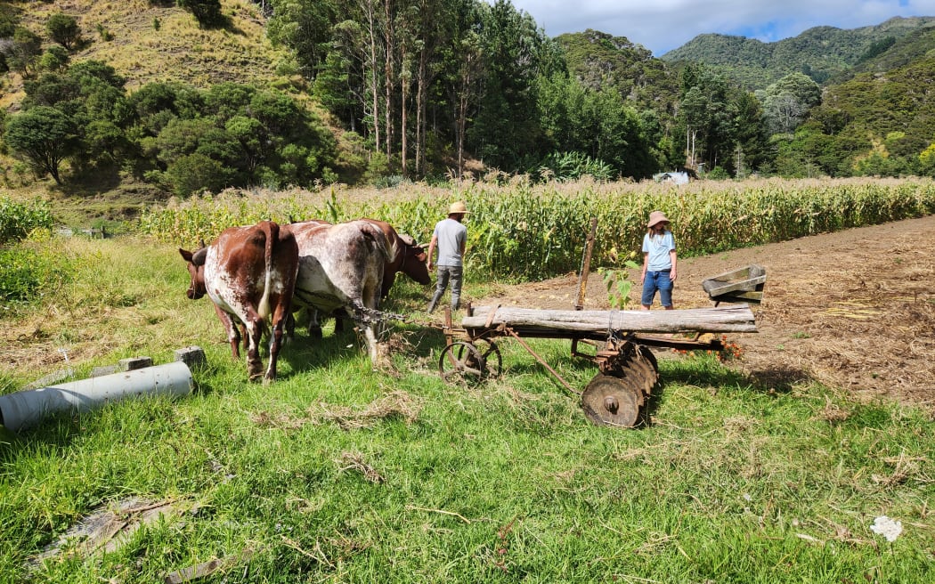 Bullocks working in the field pulling a set of vintage disc harrows