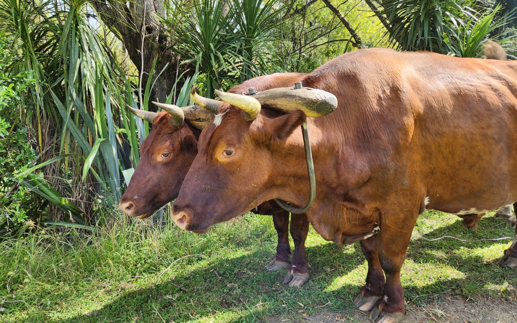 A side on view of the large bullocks wearing a yoke