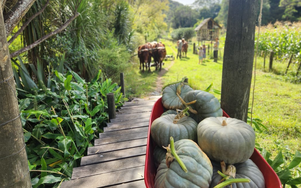 A wheelbarrow of pumpkins with a team of bullocks in the background