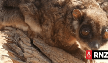 Meet ‘Tous’ - an entirely new genus of mammal we identified. Here’s why it’s so exciting