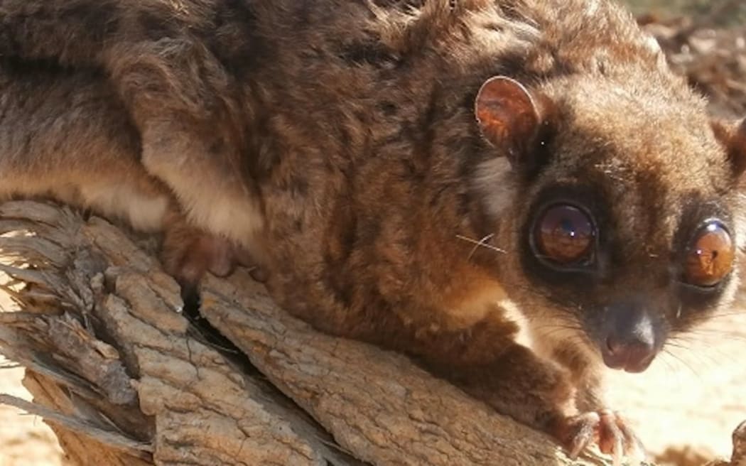 Tous ayamaruensis, a new species of gliding possum from Papua, Indonesia.