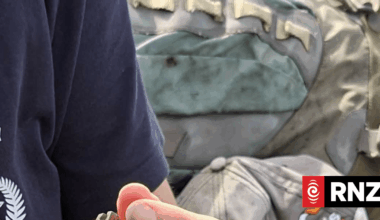 First shore plover fledgling born on Pitt Island in 150 years