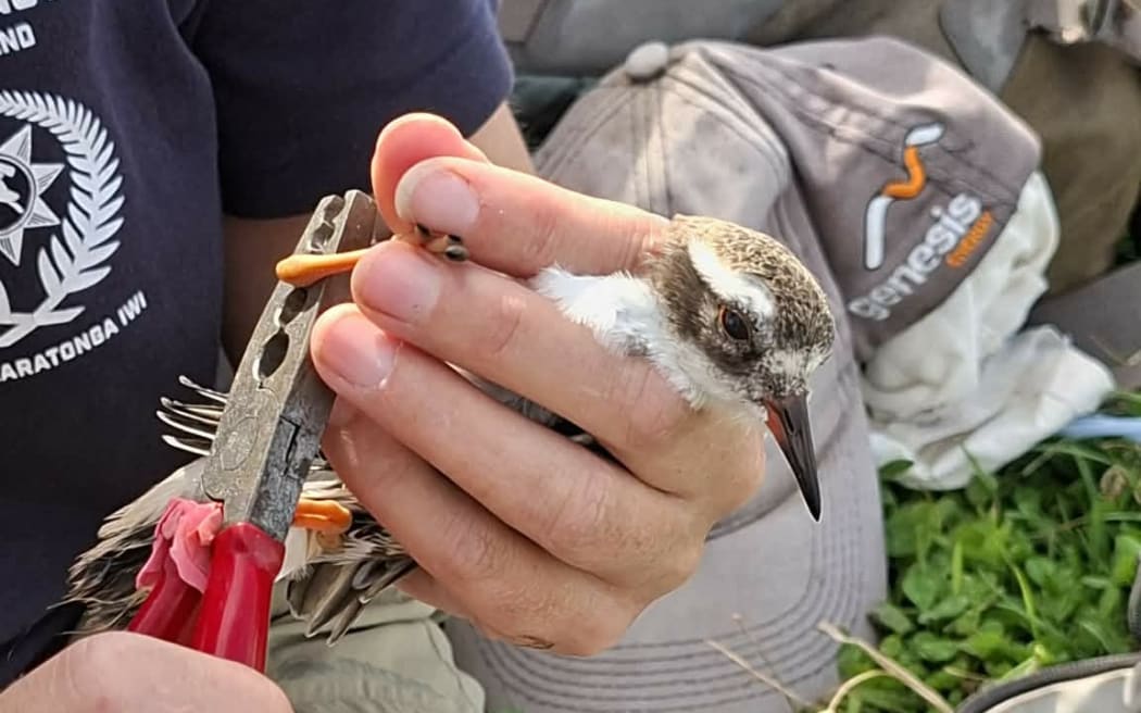 Shore plover fledgling banded on Pitt Island.