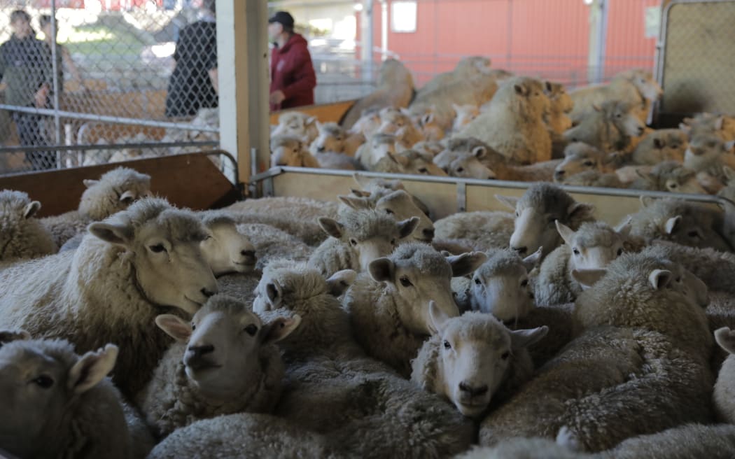 New Zealand is world famous for it sheep, and it seems as though those sheep might be the secret to its shearing success.