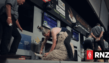 The secret to NZ's sheep shearing success on show at world championships