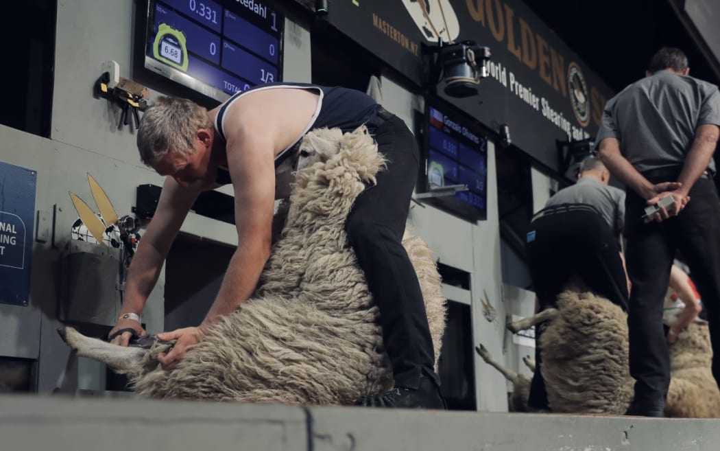 New Zealand is world famous for it sheep, and it seems as though those sheep might be the secret to its shearing success.