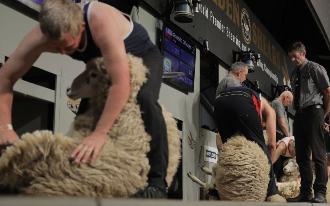 New Zealand is world famous for it sheep, and it seems as though those sheep might be the secret to its shearing success.