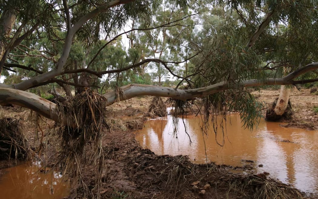 While the Bureau of Meteorology total in Orroroo for the seven days to March 4 was 94mm, landholders recorded up to 150mm.