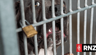 Animal control officers call for laws with more teeth