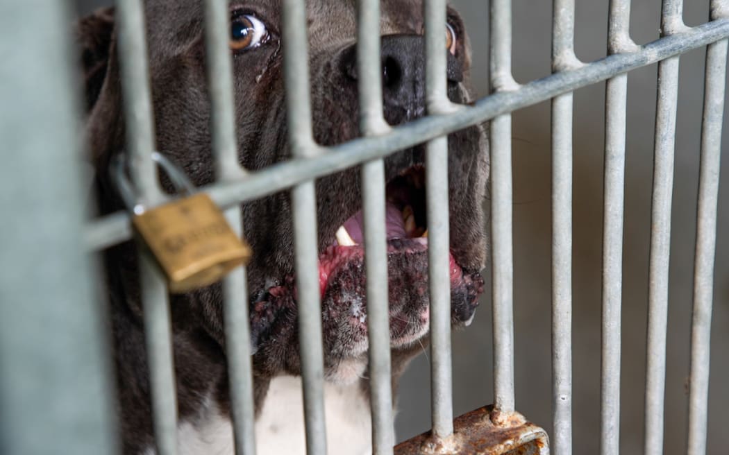 Roaming and shelter Dogs