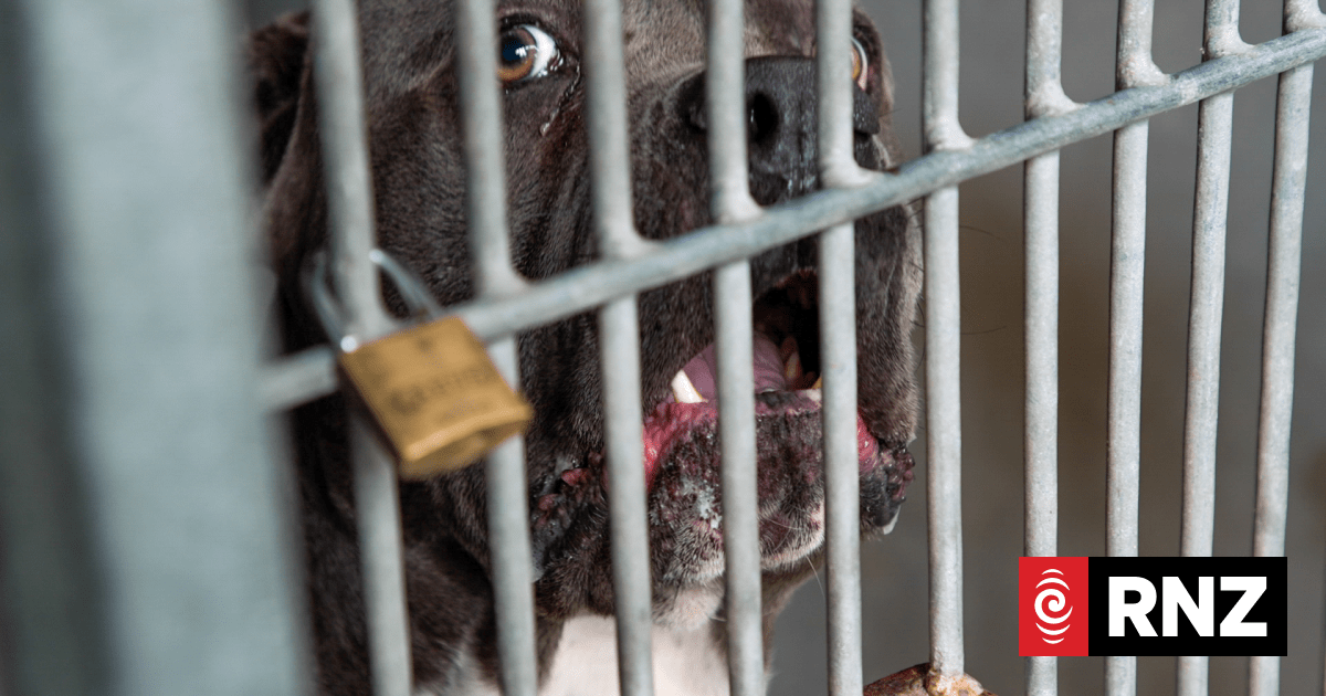 Animal control officers call for laws with more teeth