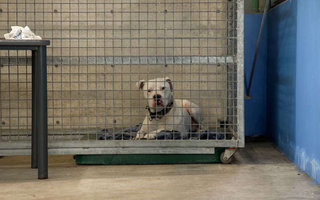 Roaming and shelter Dogs