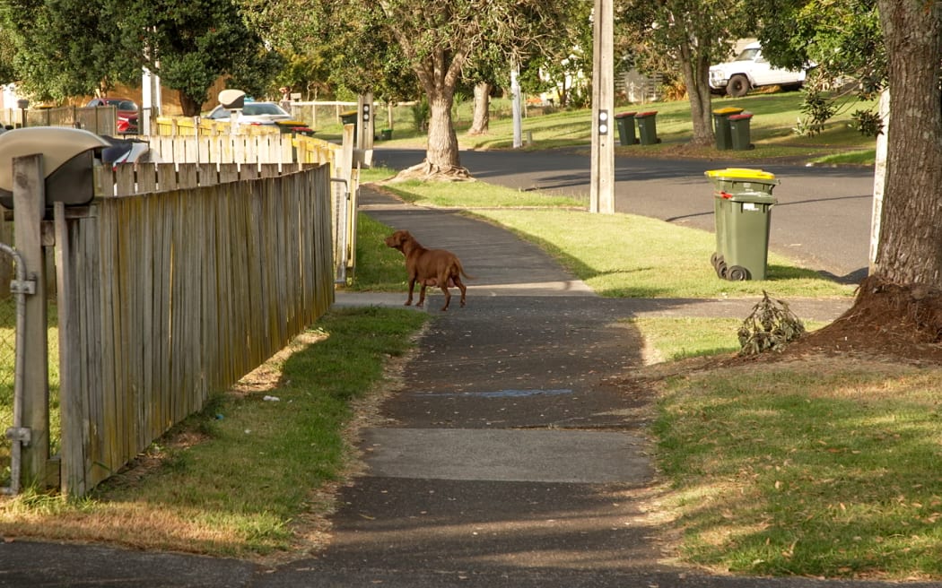 Roaming and shelter Dogs