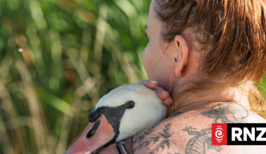 Suspected avian botulism outbreak in Greytown