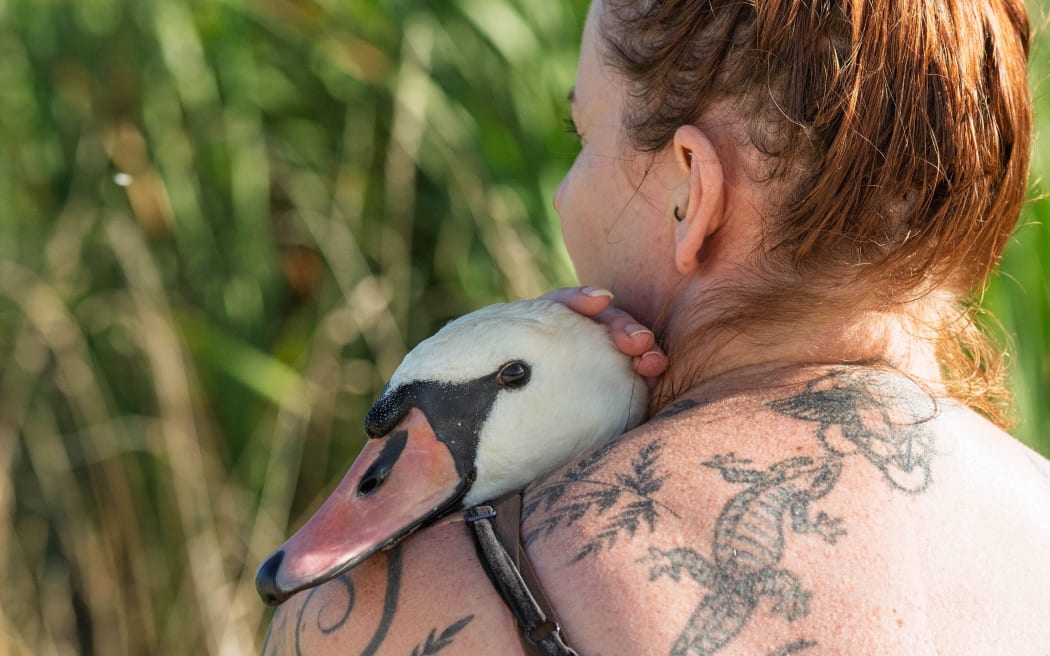 Rochelle Walker with infected swan - avian flu