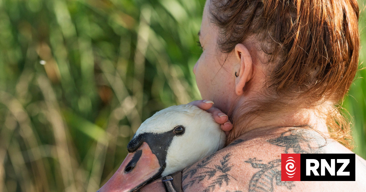 Suspected avian botulism outbreak in Greytown