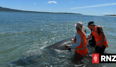 Deep-sea whale strands on central Auckland beach