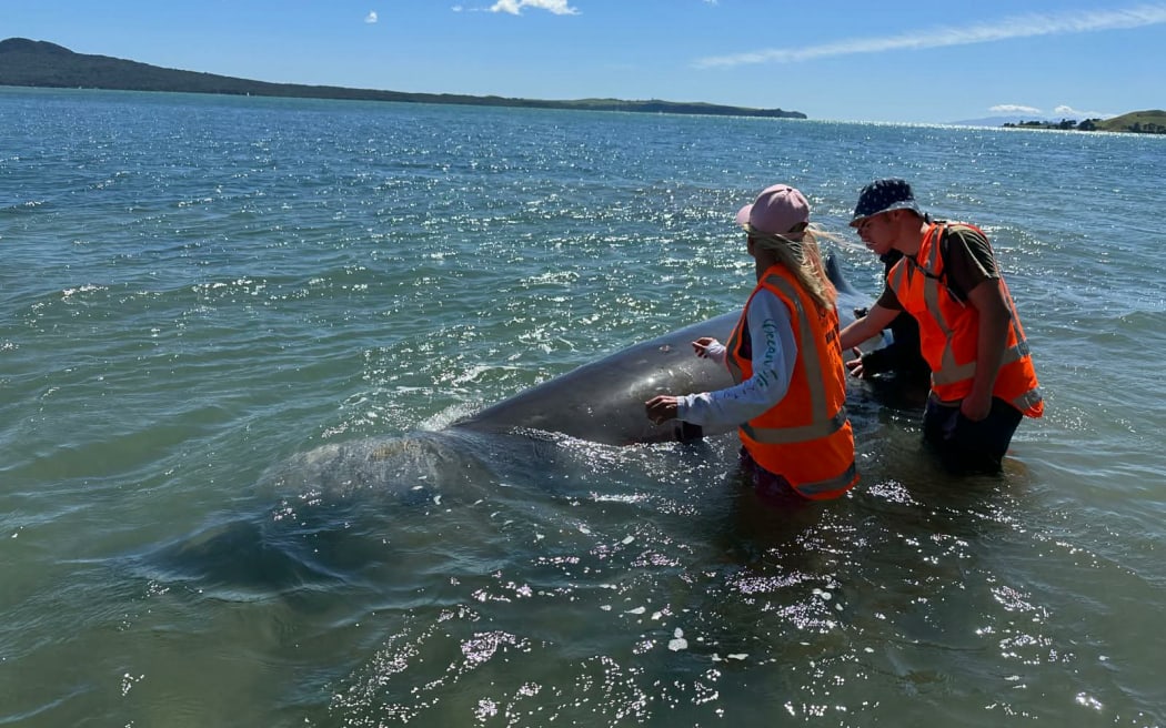 Project Jonah marine mammal medics and Department of Conservation staff respond to a Beaked whale stranded in St Heliers.