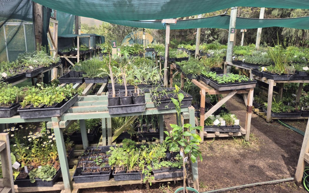 Some plants vulnerable to the feathered helpers are stored on high.