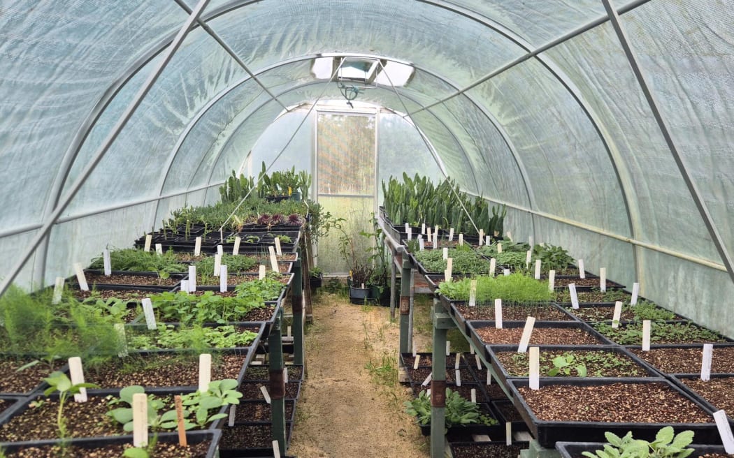 All the plants grown and sold in the nursery are classed as permaculture plants.