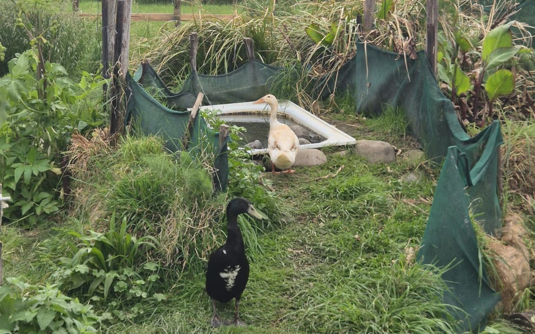 Cayuga ducks Emile and Cordelia enjoy cooling off in their bathtub.