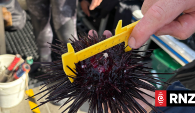 Our Changing World: The thorny issue of the long-spined sea urchin