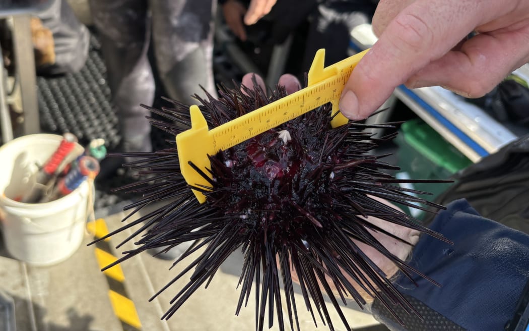 A close up shot of someone using a yellow calipers to measure the test, or shell, of a long spined urchin. The urchin is upside down, and it's mouth parts are visible, like a pale small peak. Its spines stick out quite a bit more than it's test size. The person measuring is holding the urchin in the left hand, and pointing to the length on the calipers, which is at 70mm. In the background, out of focus is the bottom half of someone in a dive dry suit, and dive equipment.
