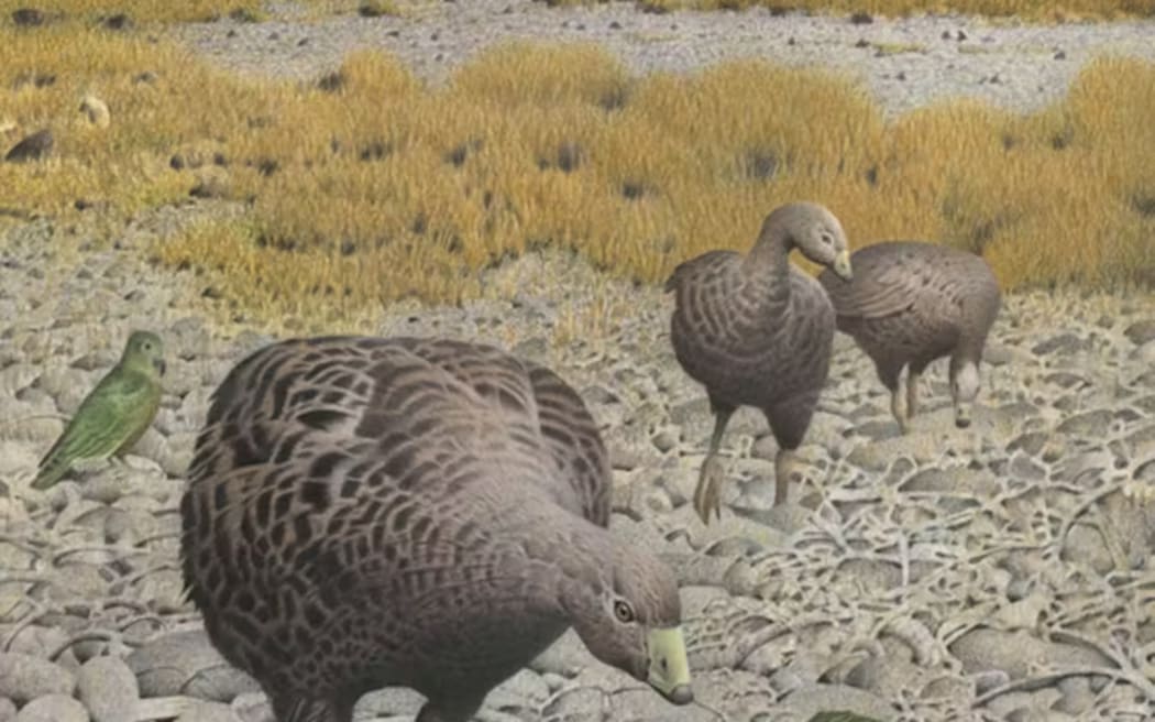 Artist’s impression of an extinct giant flightless New Zealand goose in its open habitat. Paul Martinson/Te Papa Tongarewa